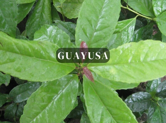 Guayusa - Ilex Guayusa