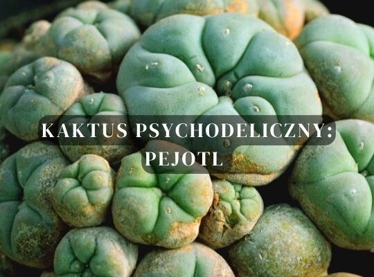 Kaktus psychodeliczny: Peyotl Pejotl