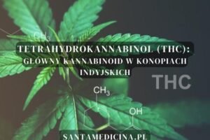 Tetrahydrokannabinol (THC): Główny kannabinoid w konopiach indyjskich