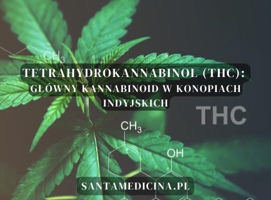 Tetrahydrokannabinol (THC): Główny kannabinoid w konopiach indyjskich