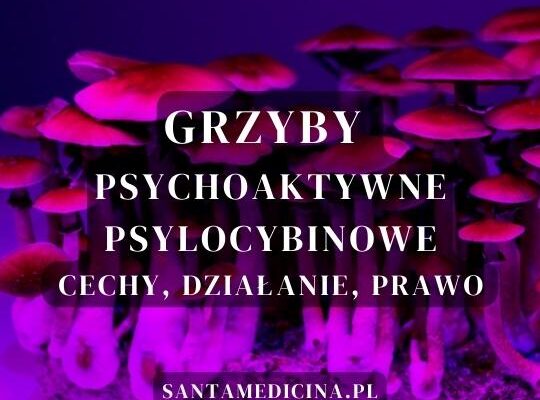 Grzyby psychoaktywne, psylocybinowe Santa Medicina Mateusz pruszowski