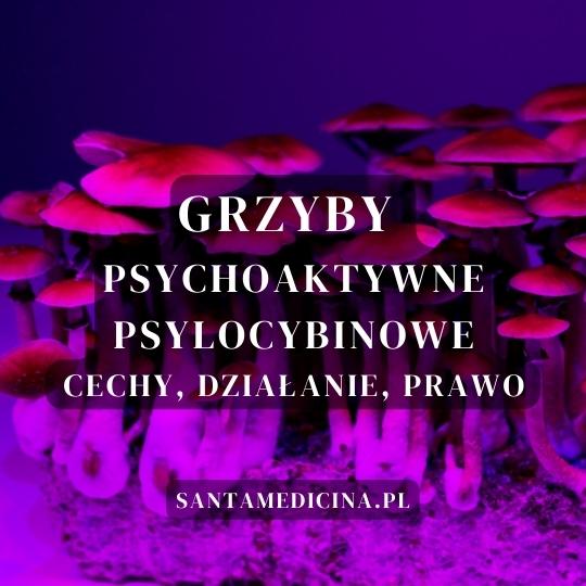 Psychoactieve, psilocybine paddenstoelen Santa Medicina Mateusz pruszowski