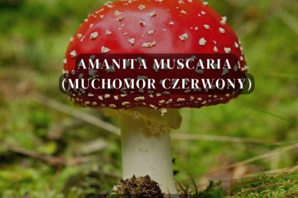 Amanita muscaria (muchomor czerwony) - jak stosować święty grzyb?