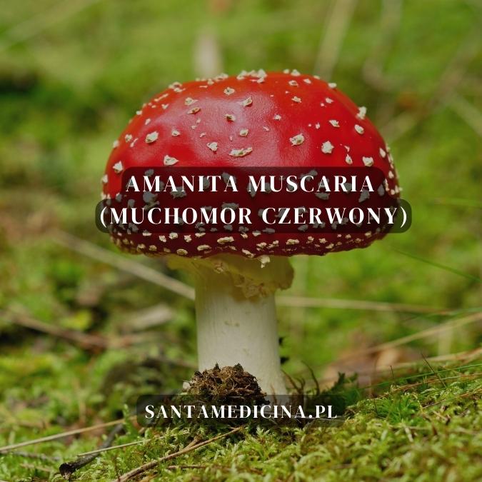 Amanita muscaria (muchomor czerwony) - jak stosować święty grzyb?