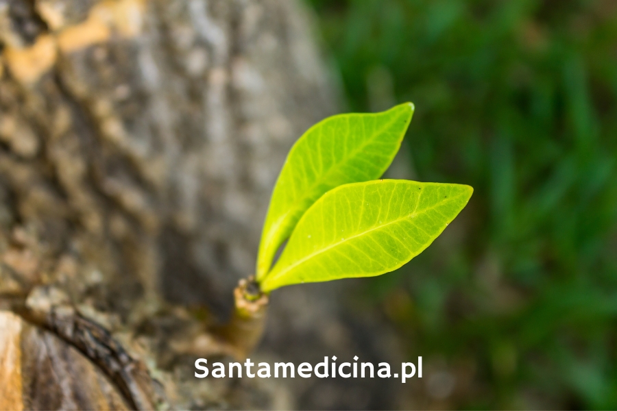 REINKARNACJA SANTA MEDICINA