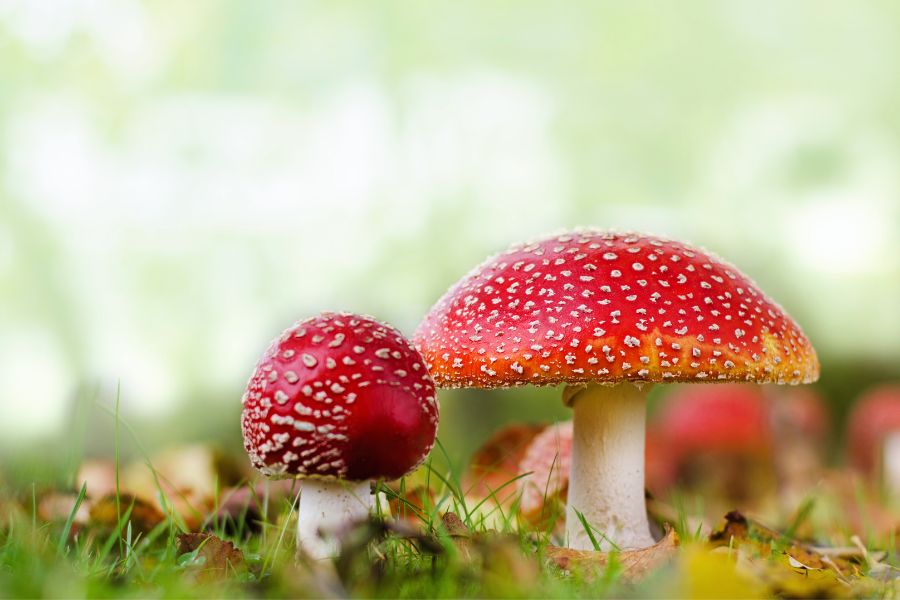 Amanita Muscaria SANTAMEDICINA