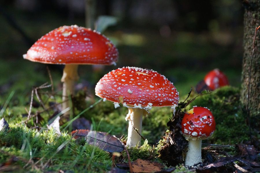 Amanita Muscaria SANTAMEDICINA