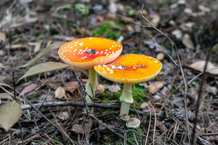 Amanita Muscaria SANTAMEDICINA