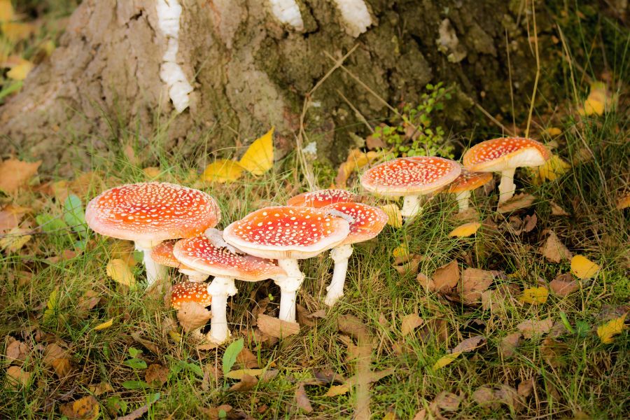 Amanita Muscaria SANTAMEDICINA