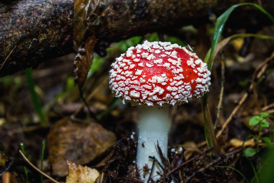 Amanita Muscaria SANTAMEDICINA