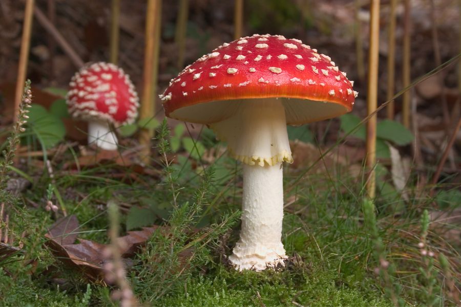 Amanita Muscaria SANTAMEDICINA