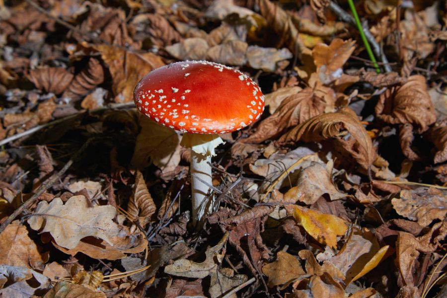 Amanita Muscaria SANTAMEDICINA