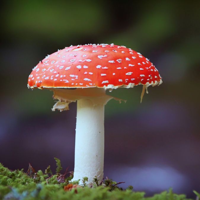 Amanita Muscaria SANTAMEDICINA