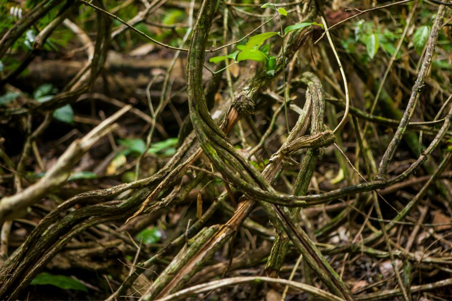 Ceremonia Ayahuasca Santamedicina