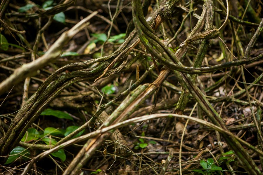 Ceremonia Ayahuasca Santamedicina