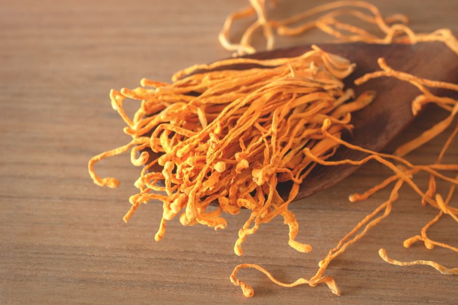 Cordyceps Santamedicina