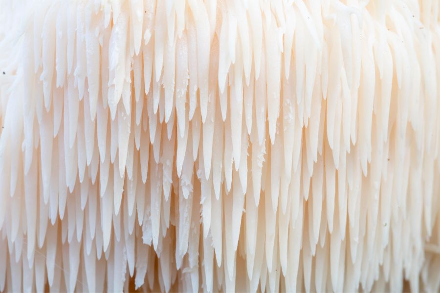 Soplówka jeżowata (Lion’s Mane) Santamedicina