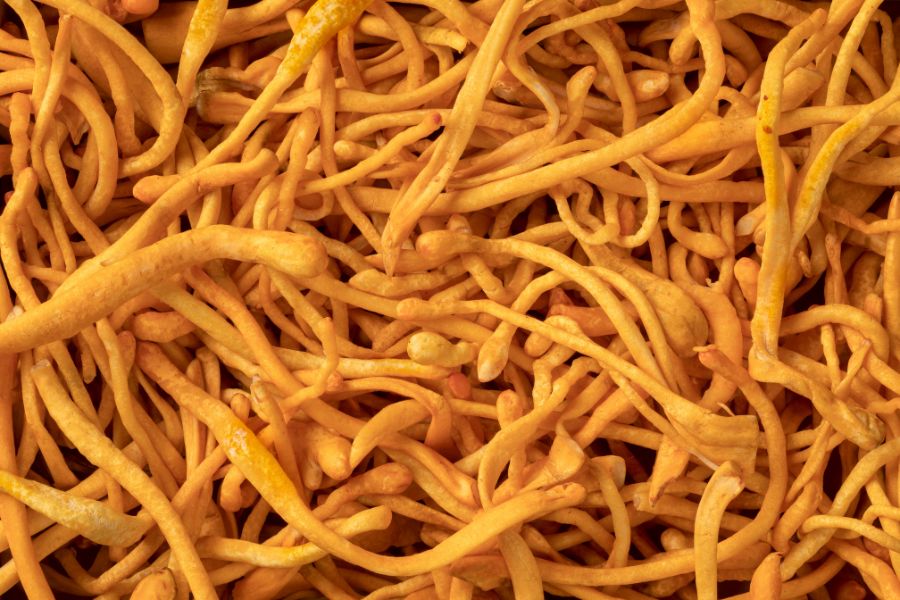 Cordyceps Santamedicina