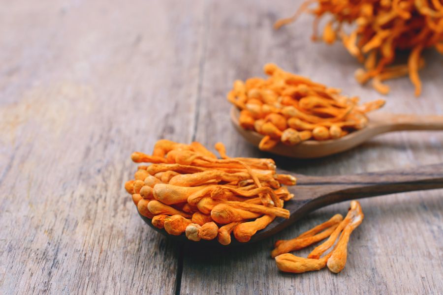 Cordyceps Santamedicina