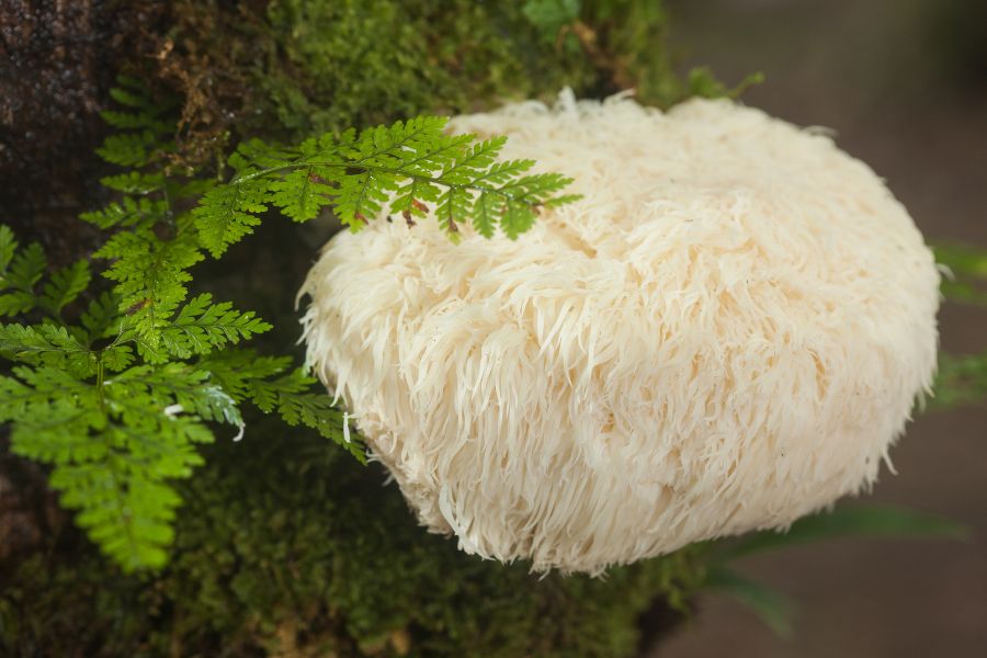 Soplówka jeżowata (Lion’s Mane) Santamedicina