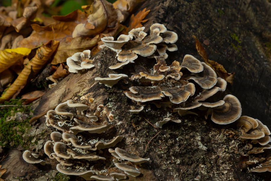 Coriolus versicolor (Wrośniak różnobarwny) – sprzymierzeniec odporności i detoksykacji Santamedicina