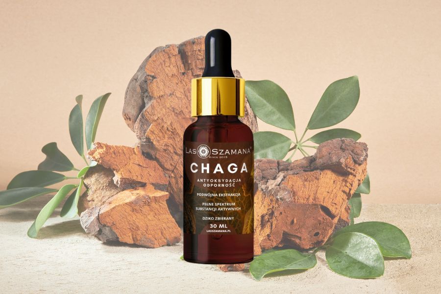 Chaga (Inonotus obliquus) – król antyoksydantów i strażnik odporności Santamedicina