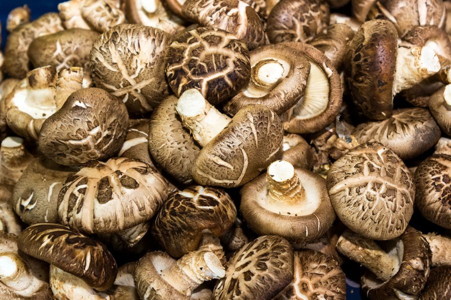Shiitake (Twardnik japoński) – właściwości zdrowotne, działanie, zastosowanie i dawkowanie ekstraktu Santamedicina