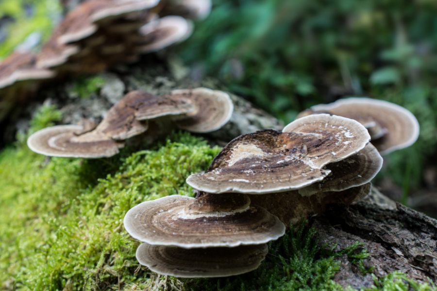 Coriolus versicolor (Wrośniak różnobarwny) – sprzymierzeniec odporności i detoksykacji Santamedicina