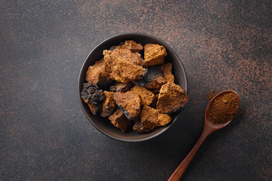 Chaga (Inonotus obliquus) – król antyoksydantów i strażnik odporności Santamedicina