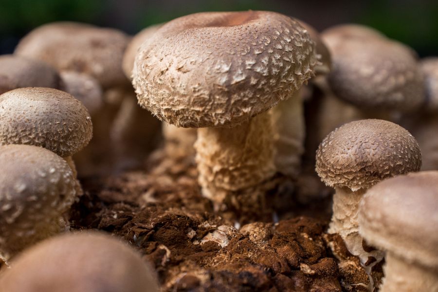 Shiitake (Twardnik japoński) – właściwości zdrowotne, działanie, zastosowanie i dawkowanie ekstraktu Santamedicina