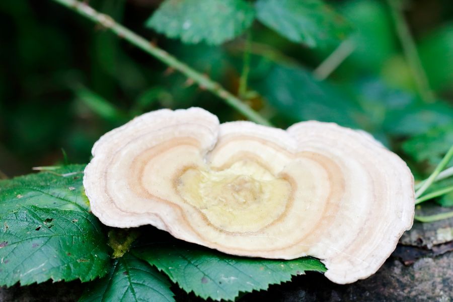 Coriolus versicolor (Wrośniak różnobarwny) – sprzymierzeniec odporności i detoksykacji Santamedicina