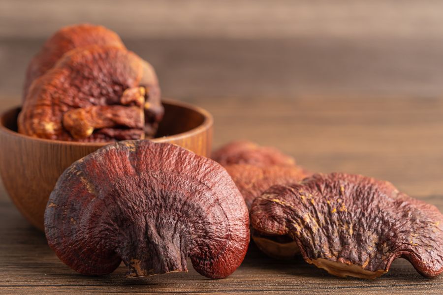 Reishi (Ganoderma lucidum) – grzyb długowieczności dla równowagi i relaksu Santamedicina