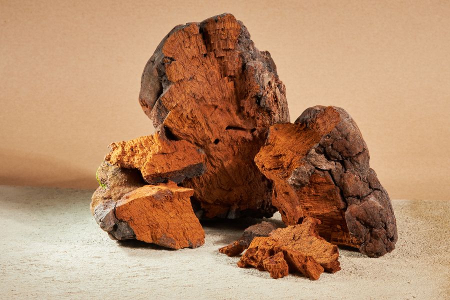 Chaga (Inonotus obliquus) – król antyoksydantów i strażnik odporności Santamedicina