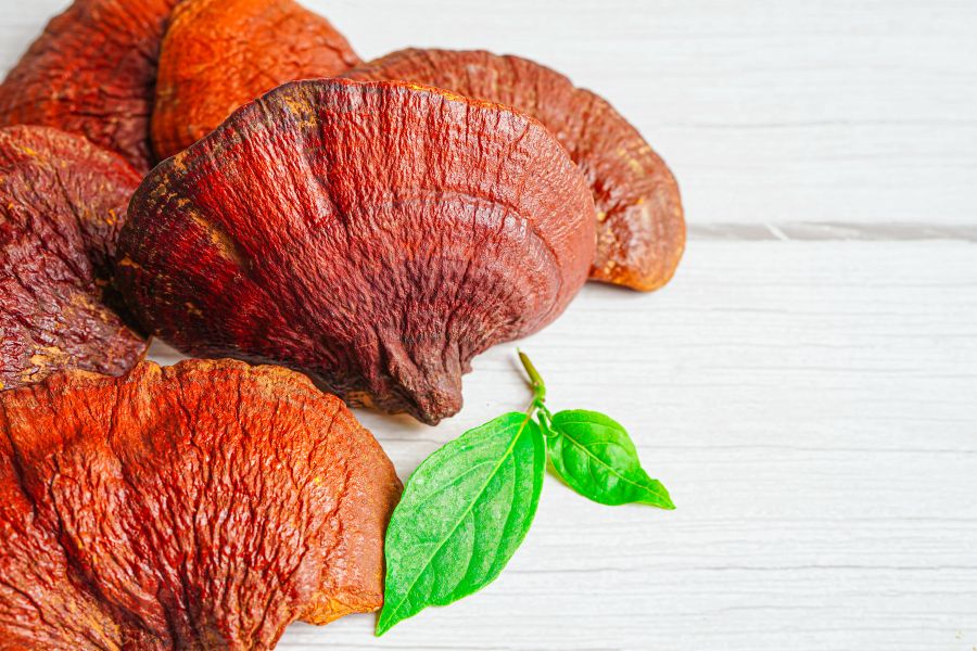 Reishi (Ganoderma lucidum) – grzyb długowieczności dla równowagi i relaksu Santamedicina