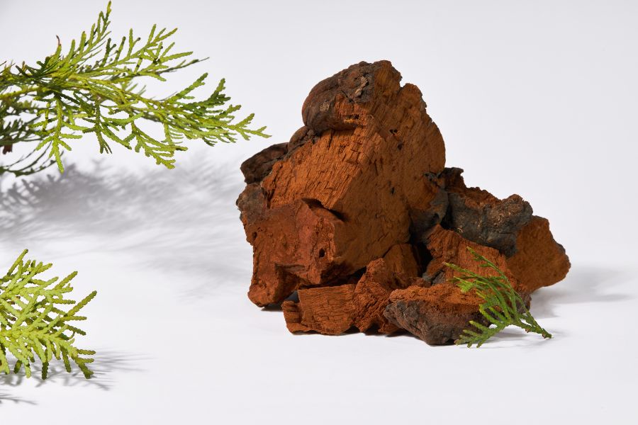 Chaga (Inonotus obliquus) – król antyoksydantów i strażnik odporności Santamedicina
