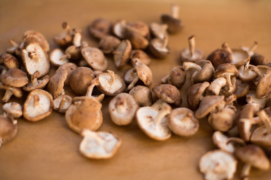 Shiitake (Twardnik japoński) – właściwości zdrowotne, działanie, zastosowanie i dawkowanie ekstraktu Santamedicina