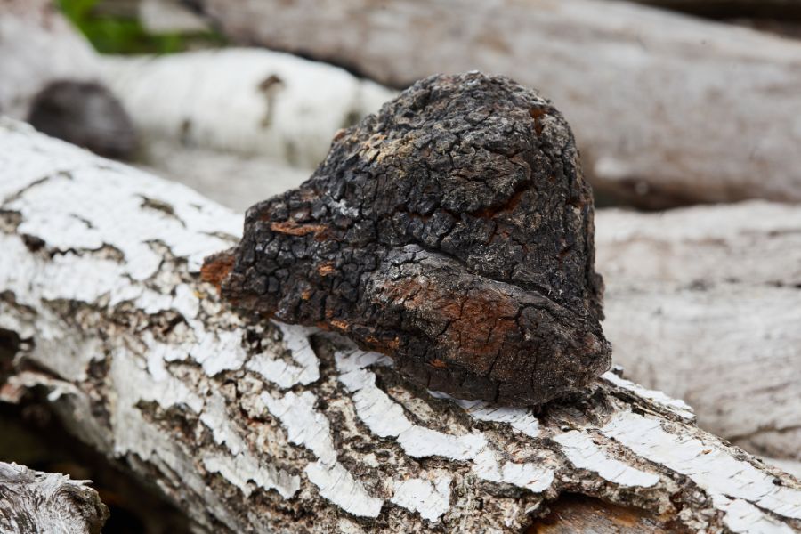 Chaga (Inonotus obliquus) – król antyoksydantów i strażnik odporności Santamedicina