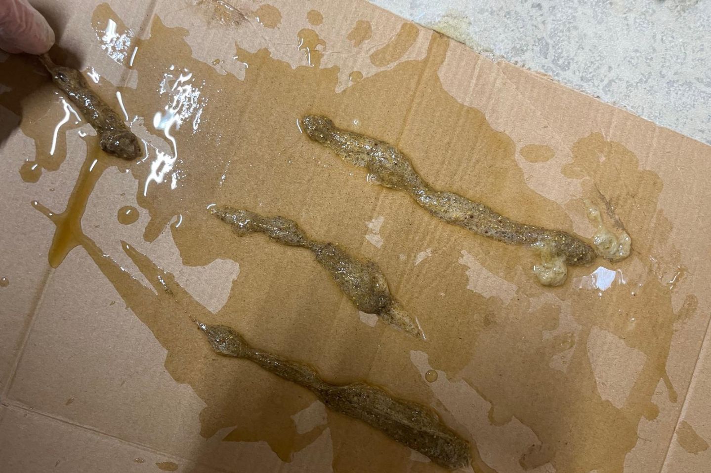 Protokół Oczyszczania Organizmu